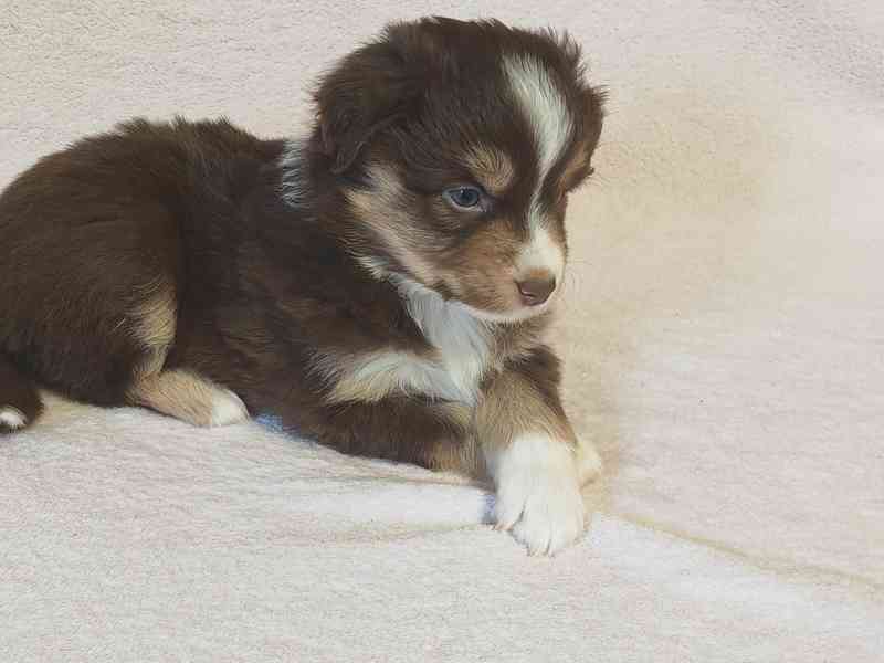 Štěňata Miniaturní Americký ovčák PP(FCI)  - foto 8