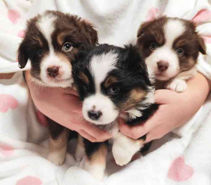 Štěňata Miniaturní Americký ovčák PP(FCI)  - foto 3