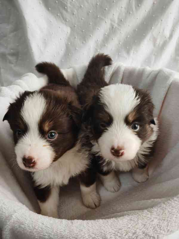 Štěňata Miniaturní Americký ovčák PP(FCI)  - foto 10