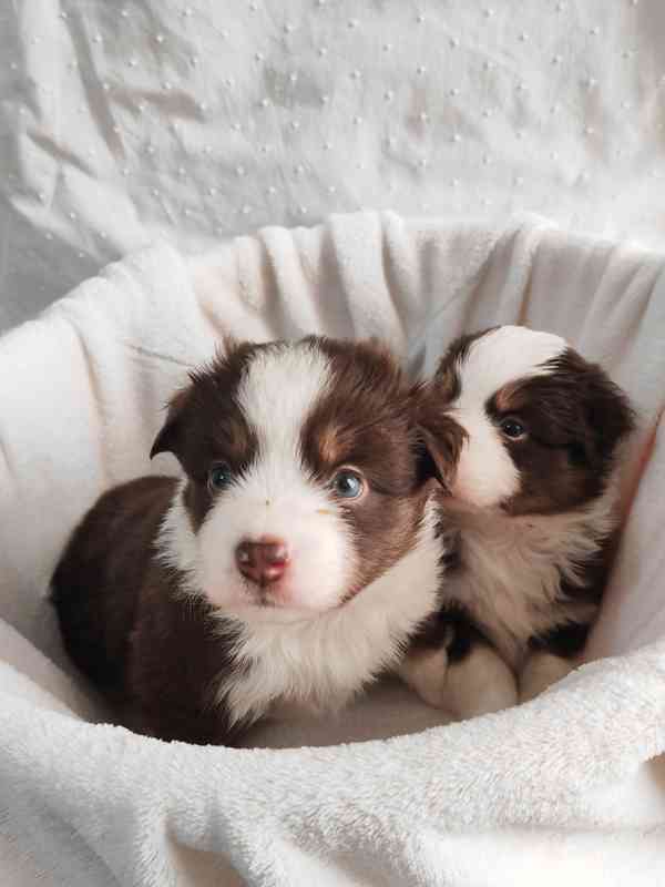 Štěňata Miniaturní Americký ovčák PP(FCI)  - foto 9