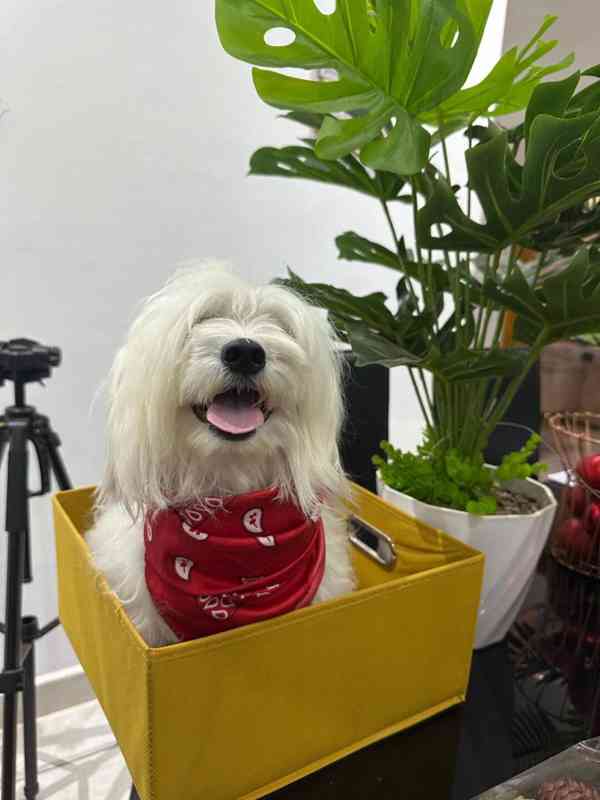   Great news!   New Havanese puppies have arrived! - foto 5