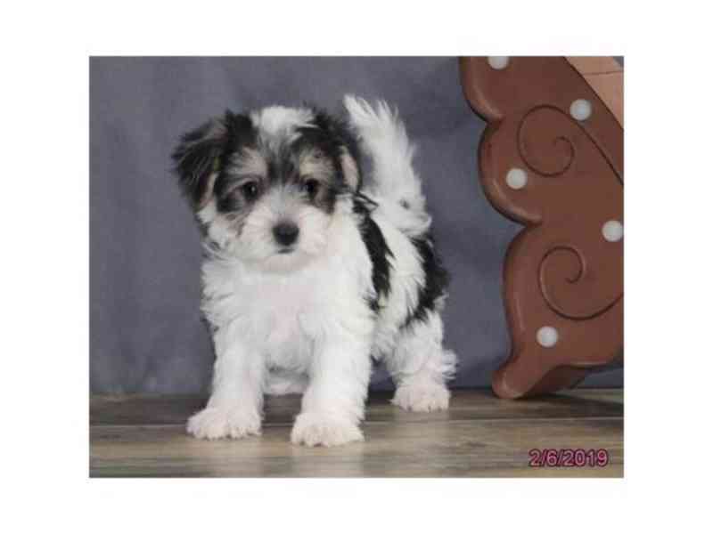  Great news!   New Havanese puppies have arrived! - foto 2