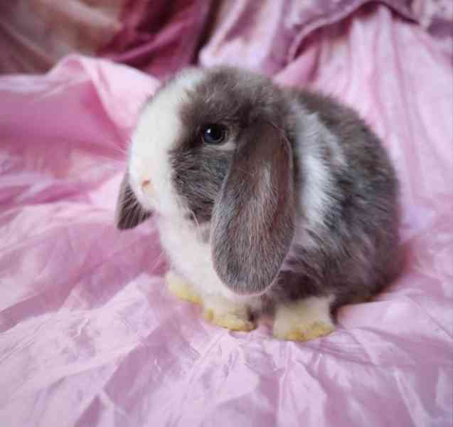 Mini lop - zakrslí králíčci na prodej