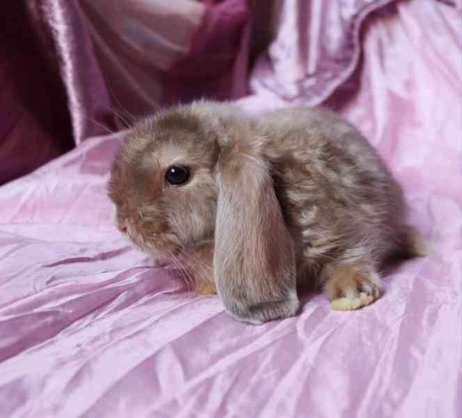Mini lop - zakrslí králíčci na prodej - foto 3
