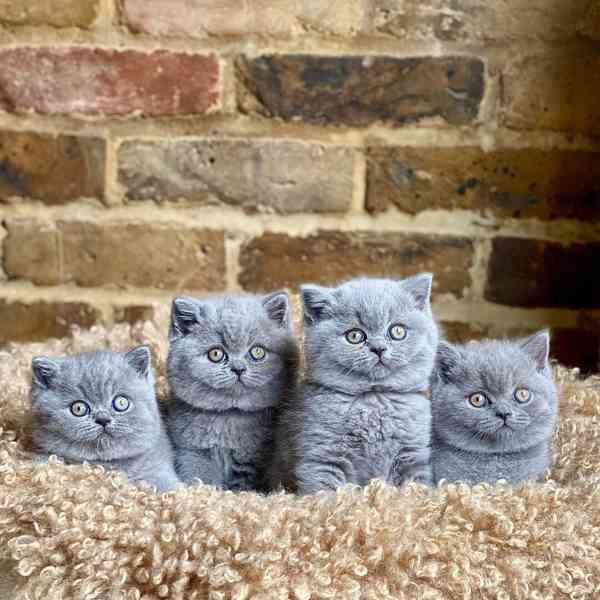 Britská krátkosrstá koťátka - foto 1