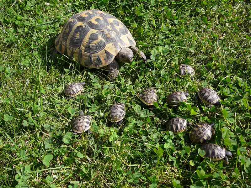 Suchozemská želva zelenavá - foto 2