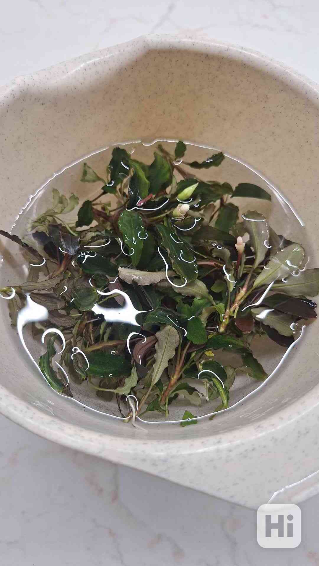 Bucephalandra mix - foto 1