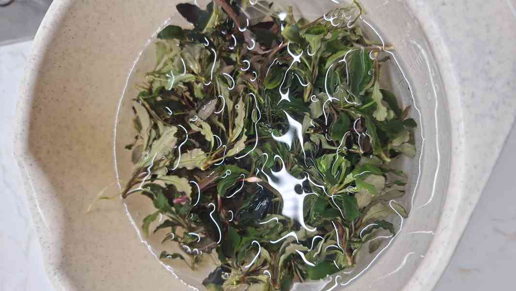 Bucephalandra mix - foto 2