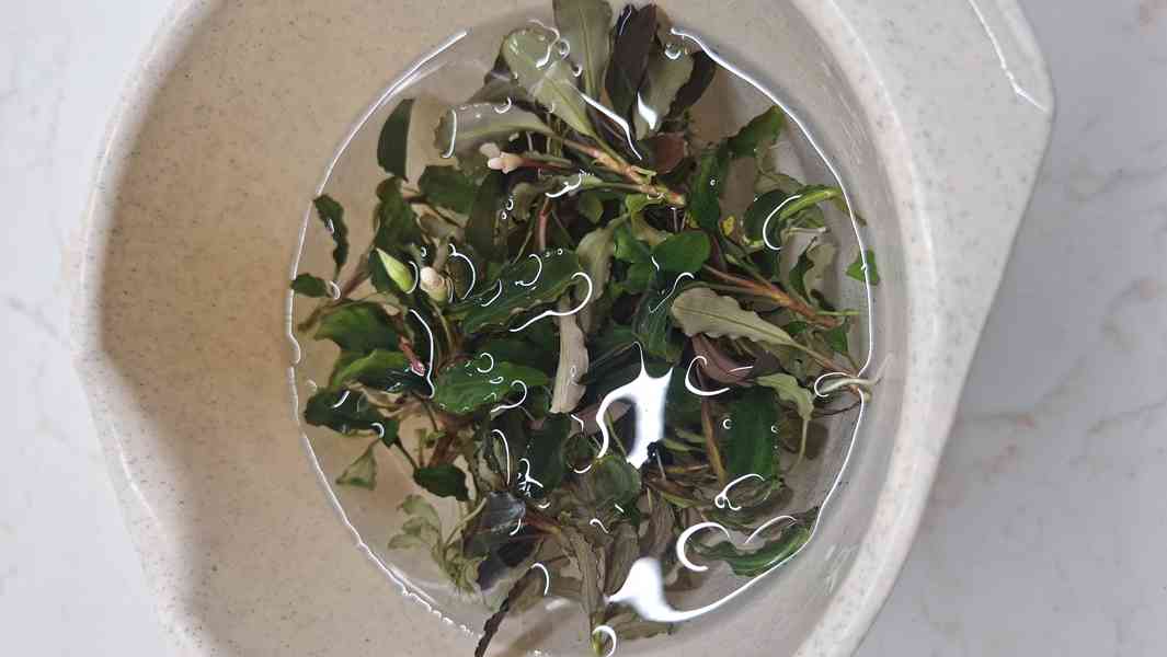 Bucephalandra mix - foto 1