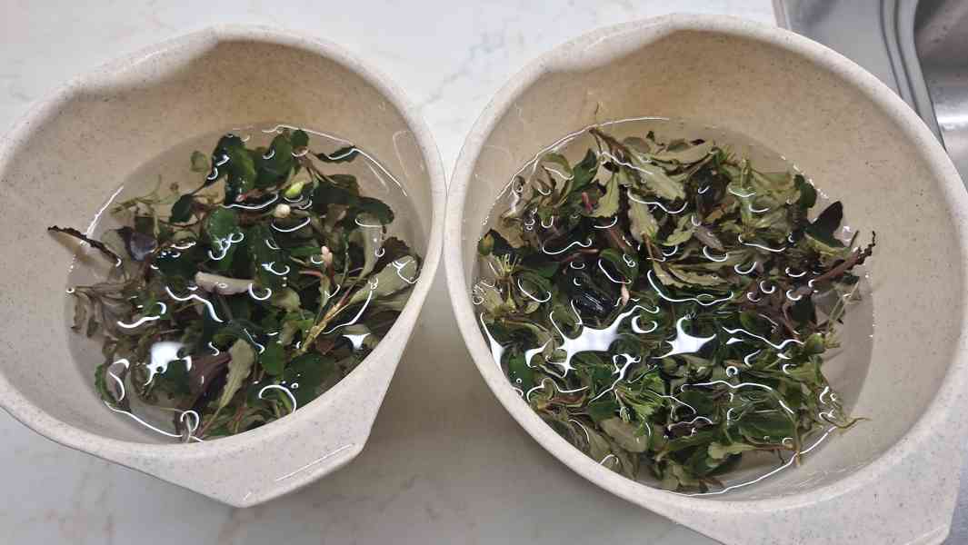 Bucephalandra mix - foto 3