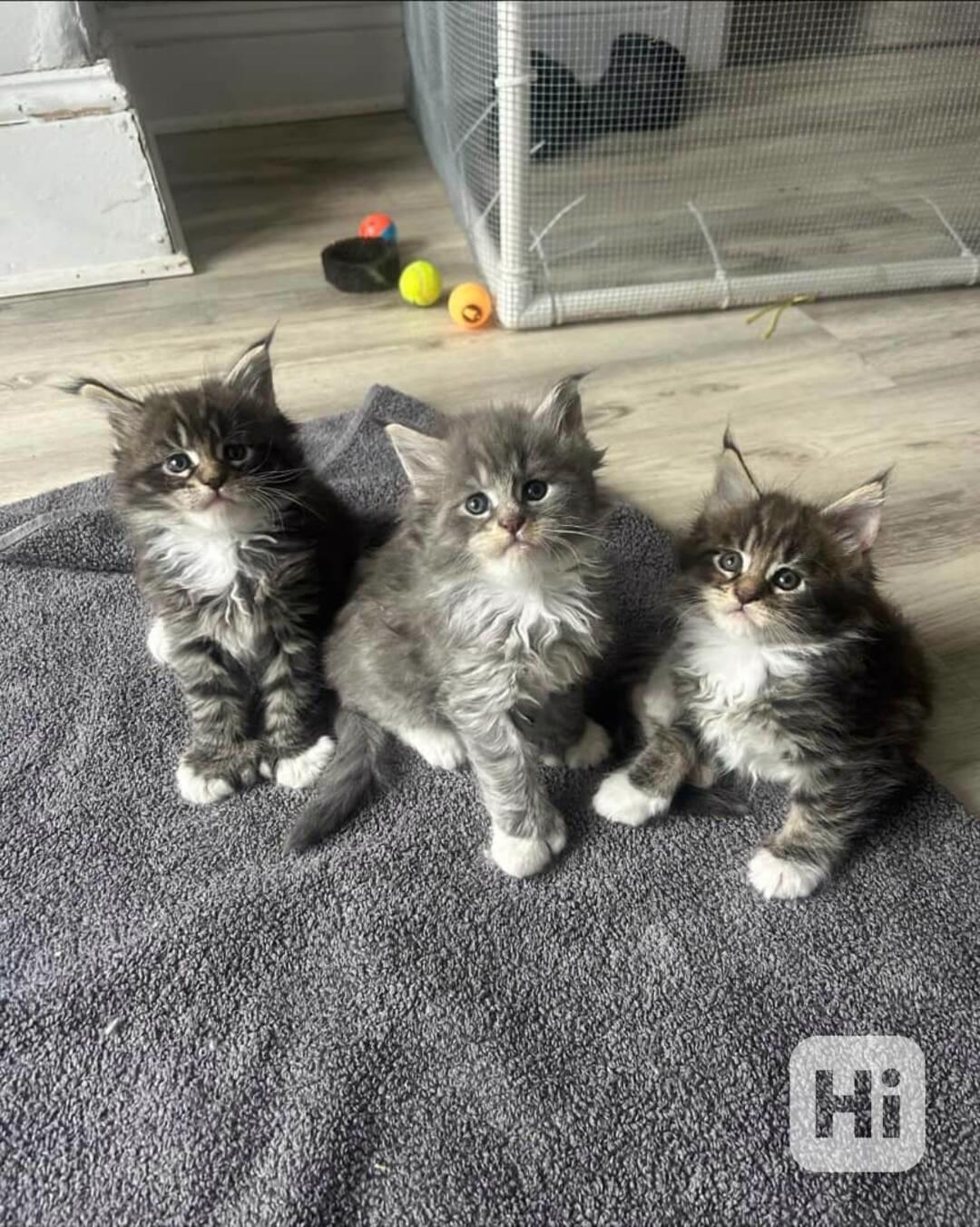 Přátelská koťátka Mainské mývalí kočky k adopci. - foto 1