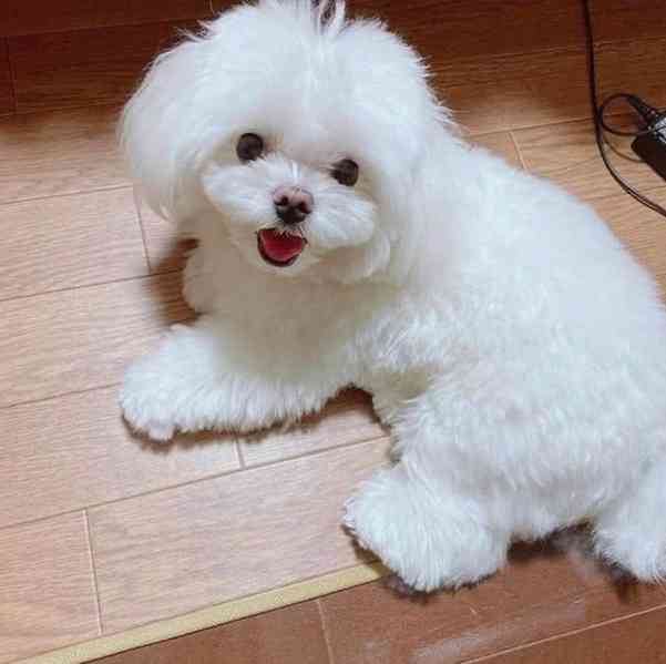 štěňata maltézského ovčáka k adopci - foto 1