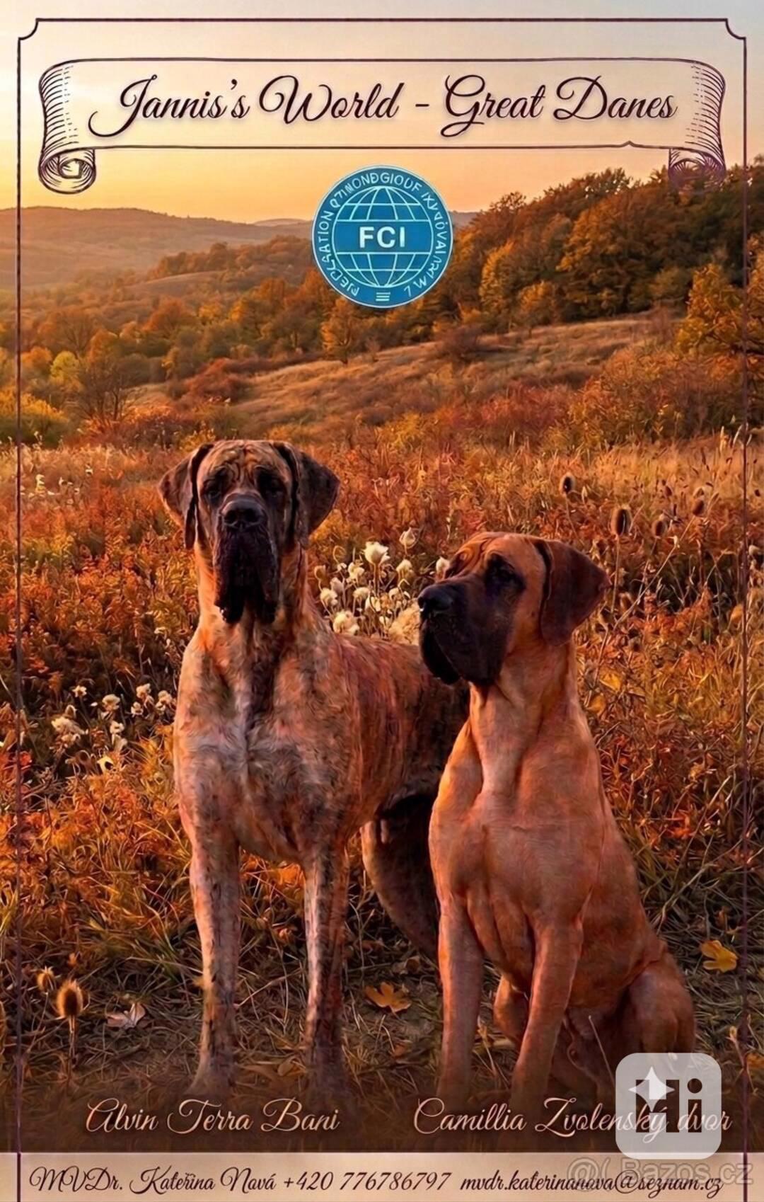Německá doga s PP (FCI) - foto 1