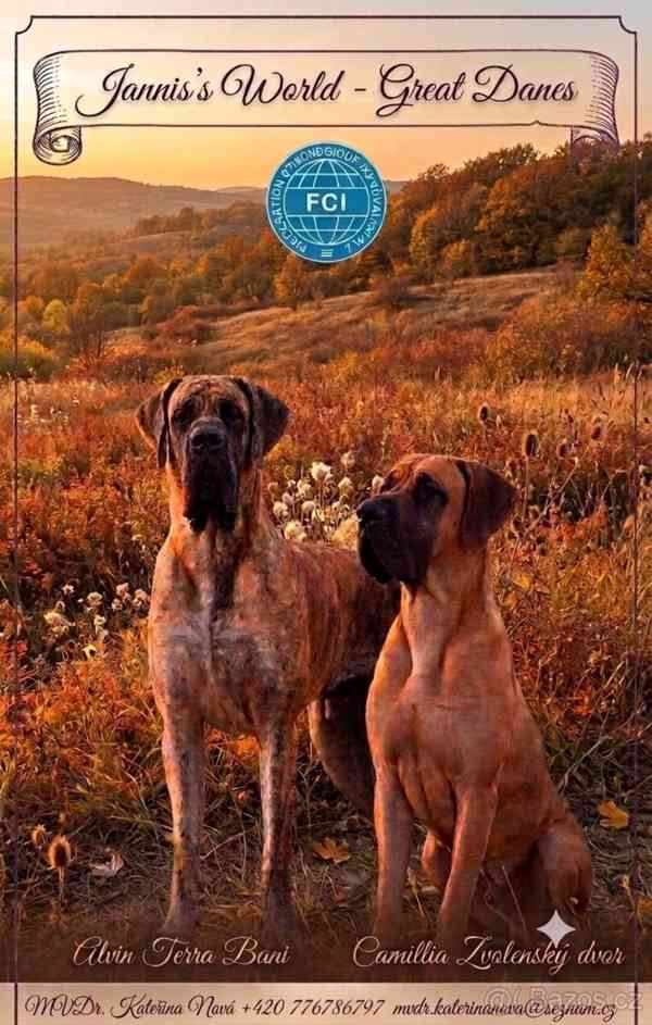Německá doga s PP (FCI) - foto 1