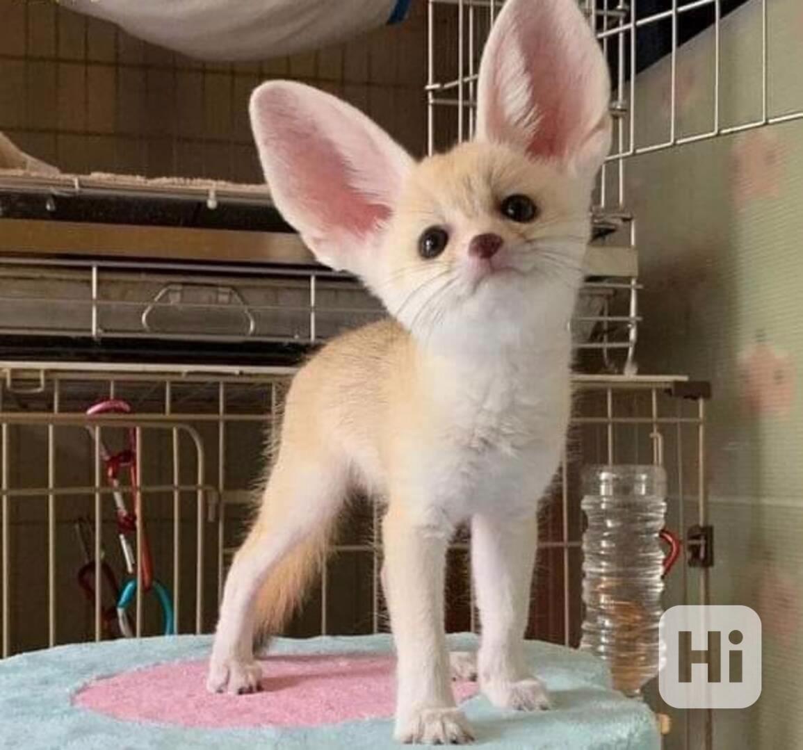 Špičková fennec liška  - foto 1