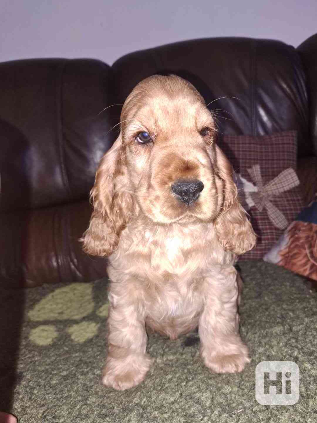 Anglický kokršpaněl s PP - foto 1