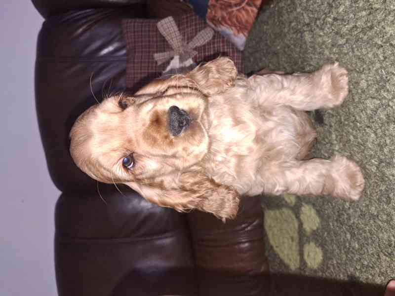 Anglický kokršpaněl s PP - foto 1