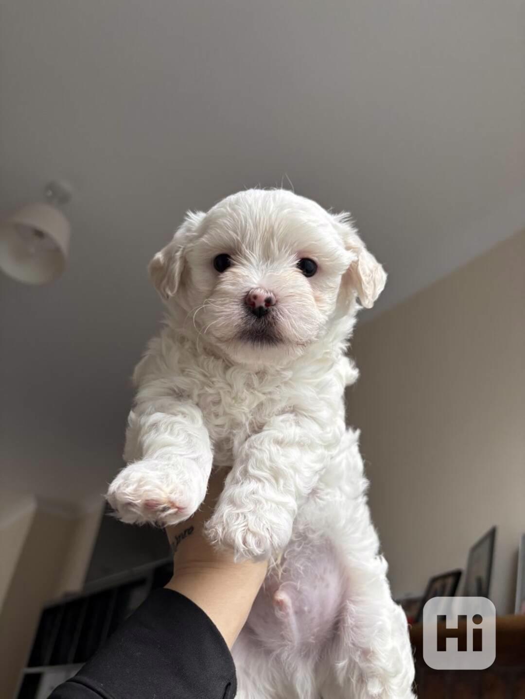 Štěňata maltézského teriéra velikosti Teacup na prodej - foto 1