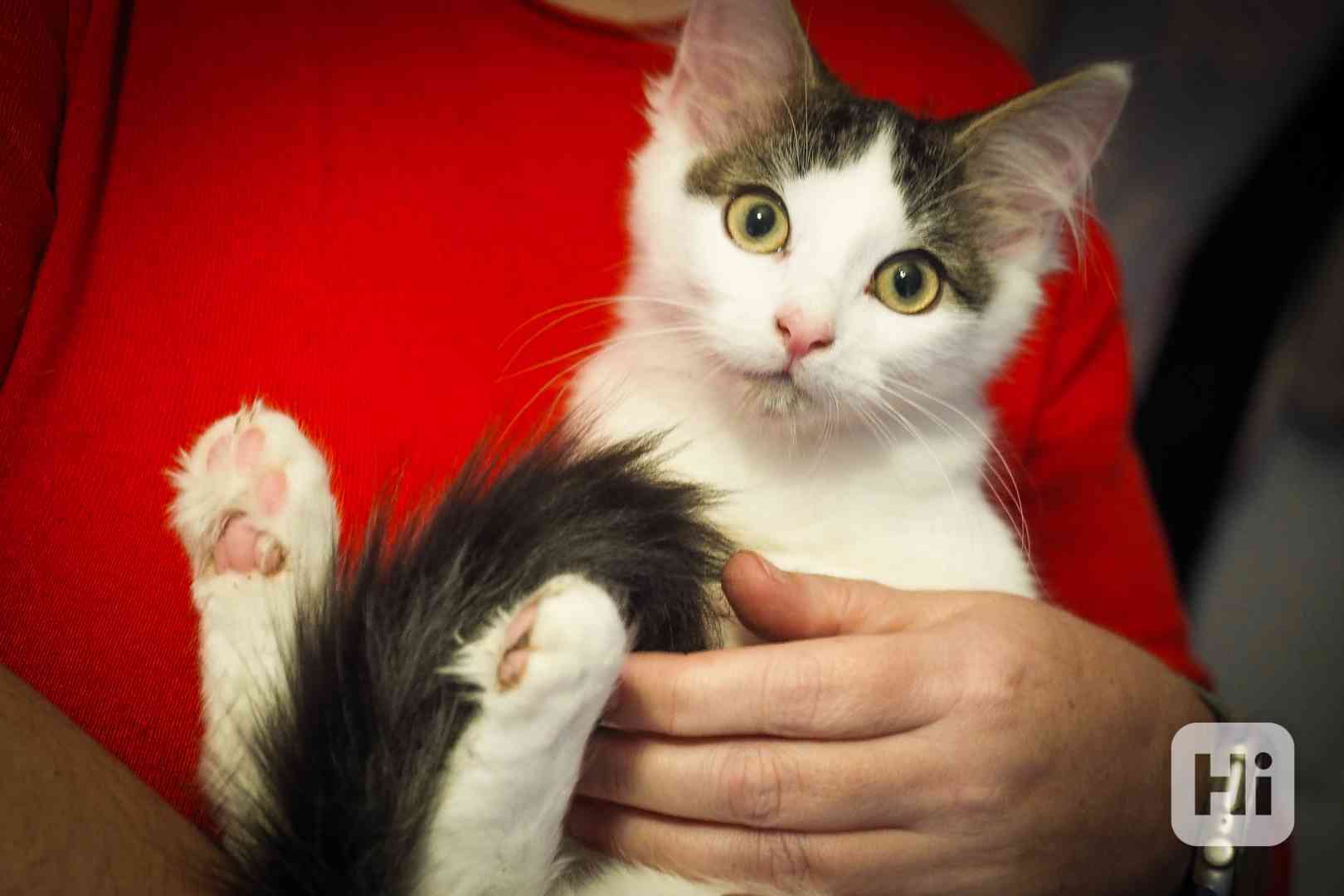 Nabízím mourovato-bílého kocourka - foto 1