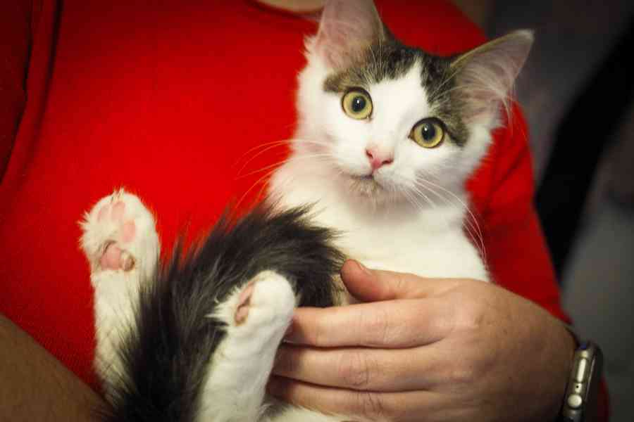 Nabízím mourovato-bílého kocourka - foto 1