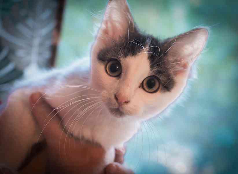 Nabízím mourovato-bílého kocourka - foto 2