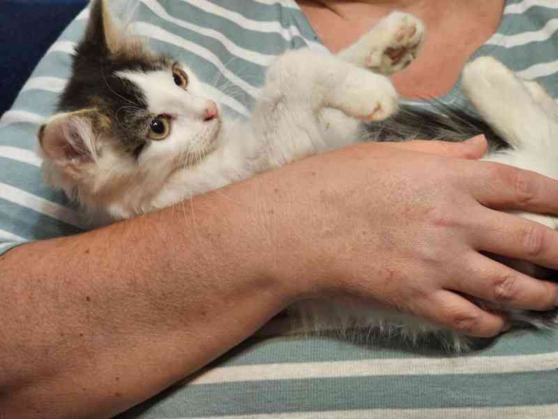 Nabízím mourovato-bílého kocourka - foto 3