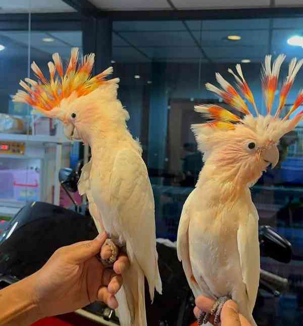 🦜 Krásní kakaduové na prodej