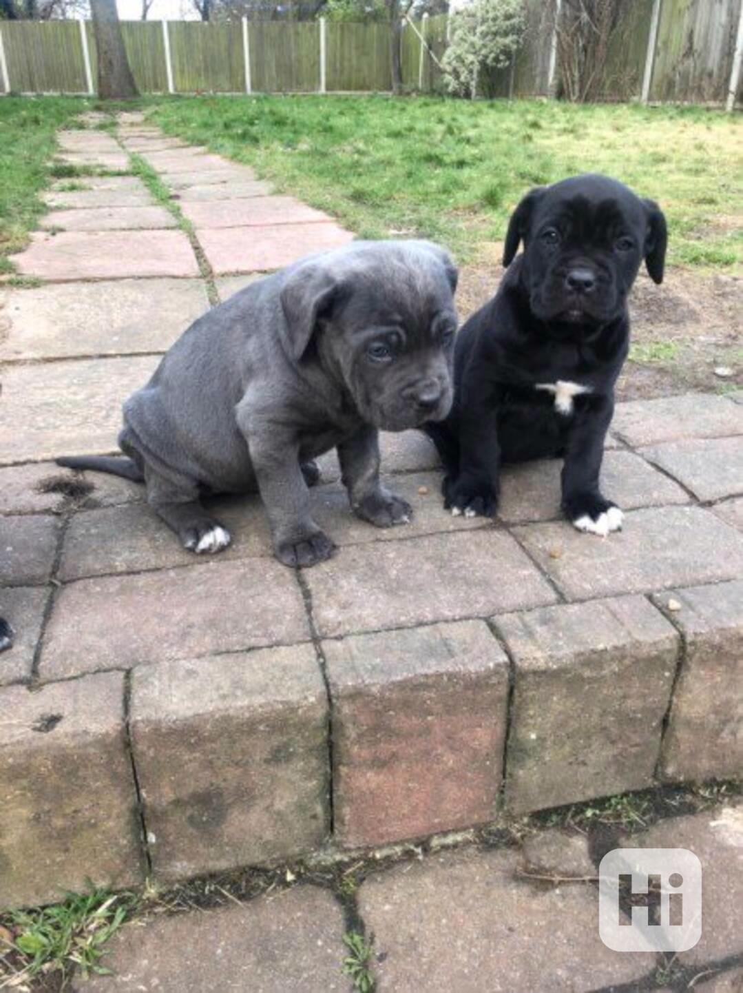 Potvrzeno registrovaný pes a fena Cane corso. - foto 1