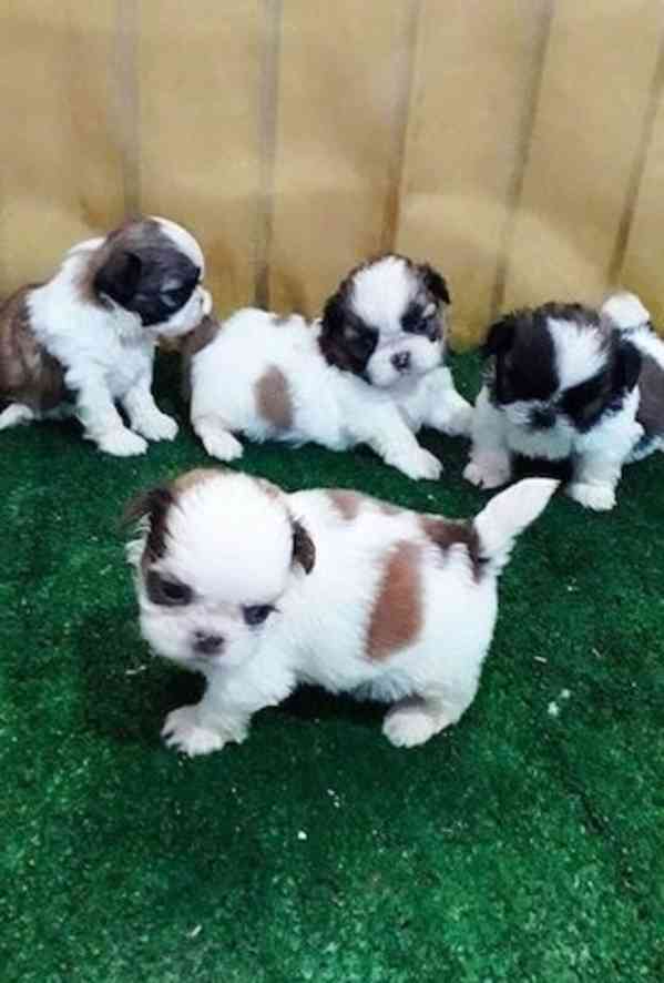 Štěňata Shih Tzu - foto 1