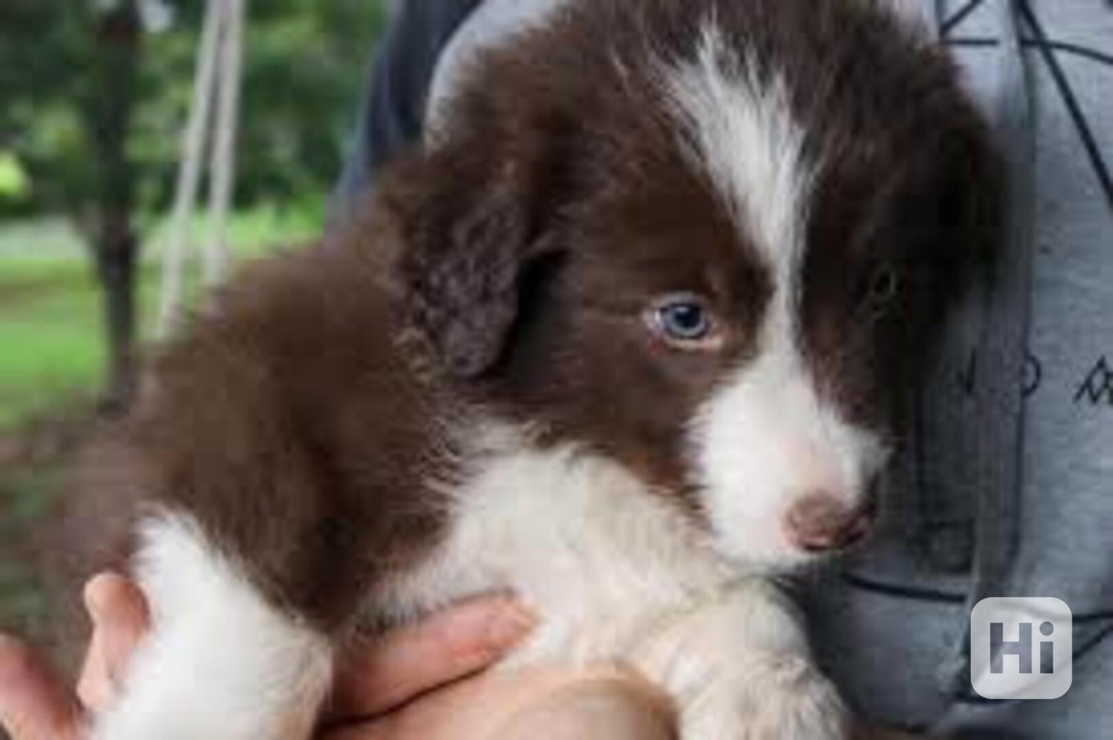 AKC mini štěňata border kolie - foto 1