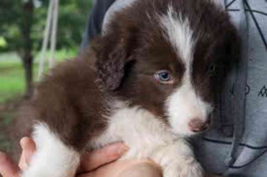 AKC mini štěňata border kolie - foto 1