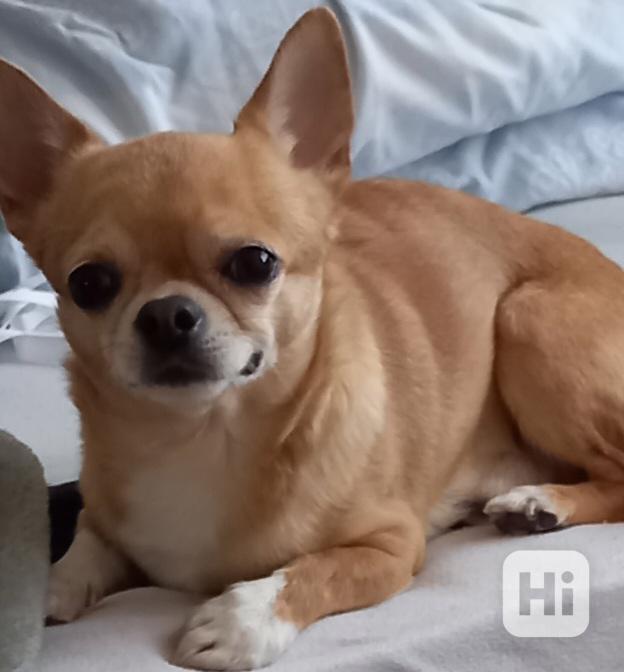 prodám čivavu - foto 1