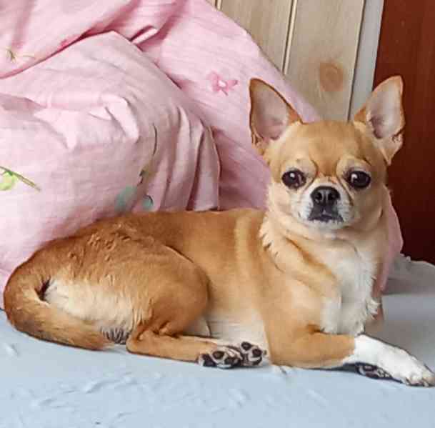 prodám čivavu - foto 2