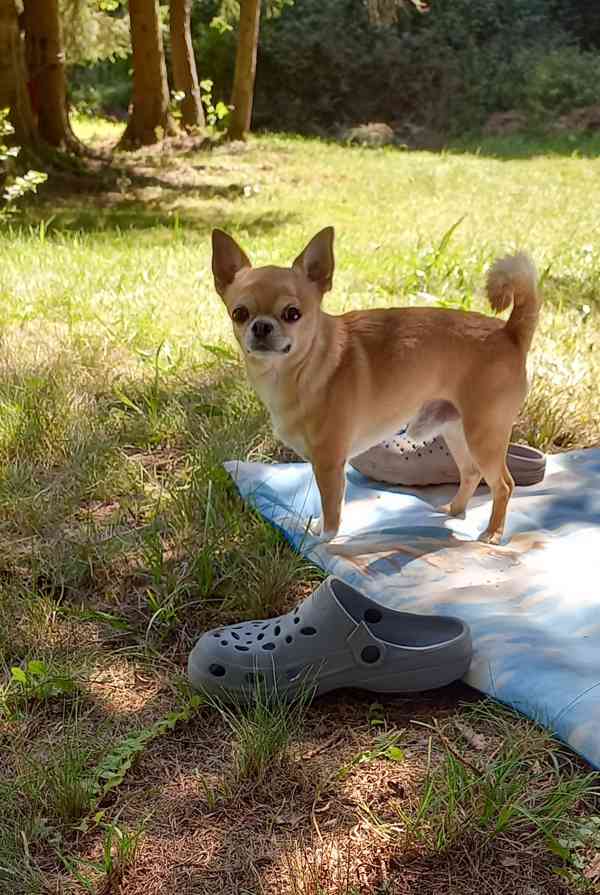 prodám čivavu - foto 3