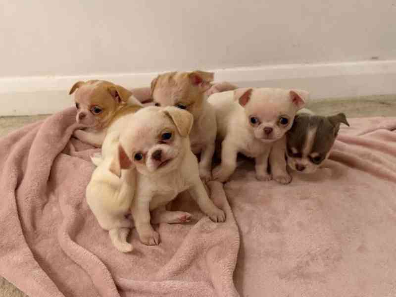 Mini štěňátka Čivava  - foto 1