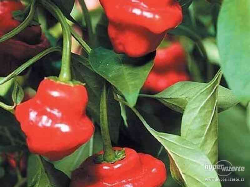 Chilli Jamaican Red - semena - foto 1