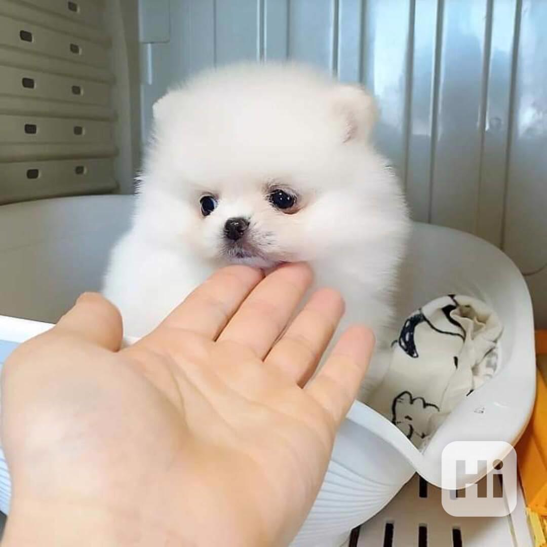 Německý špic trpasličí (Pomeranian) Štěňátka - foto 1