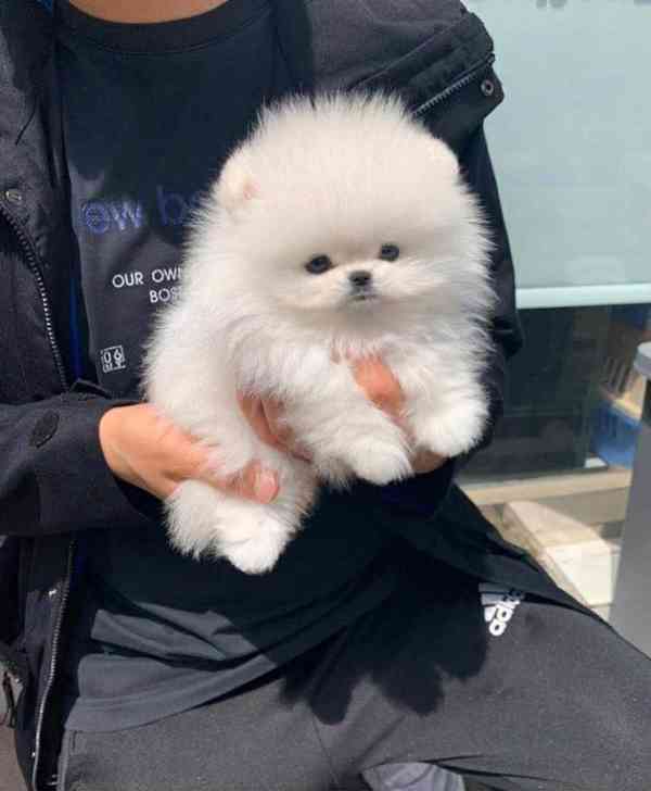 Německý špic trpasličí (Pomeranian) Štěňátka - foto 2