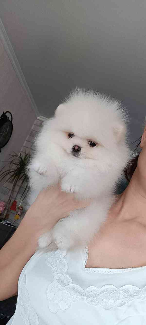 Německý špic trpasličí (Pomeranian) Štěňátka - foto 5