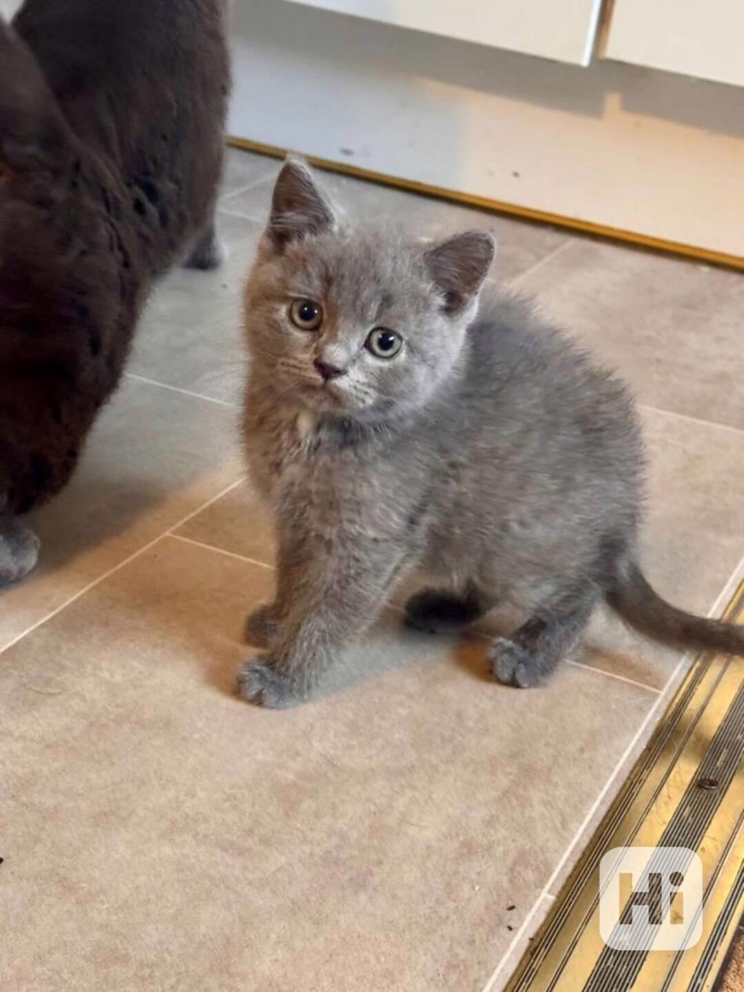 Mini Britská koťata . - foto 1