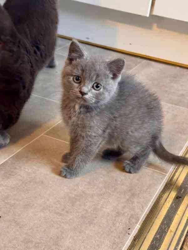 Mini Britská koťata . - foto 1