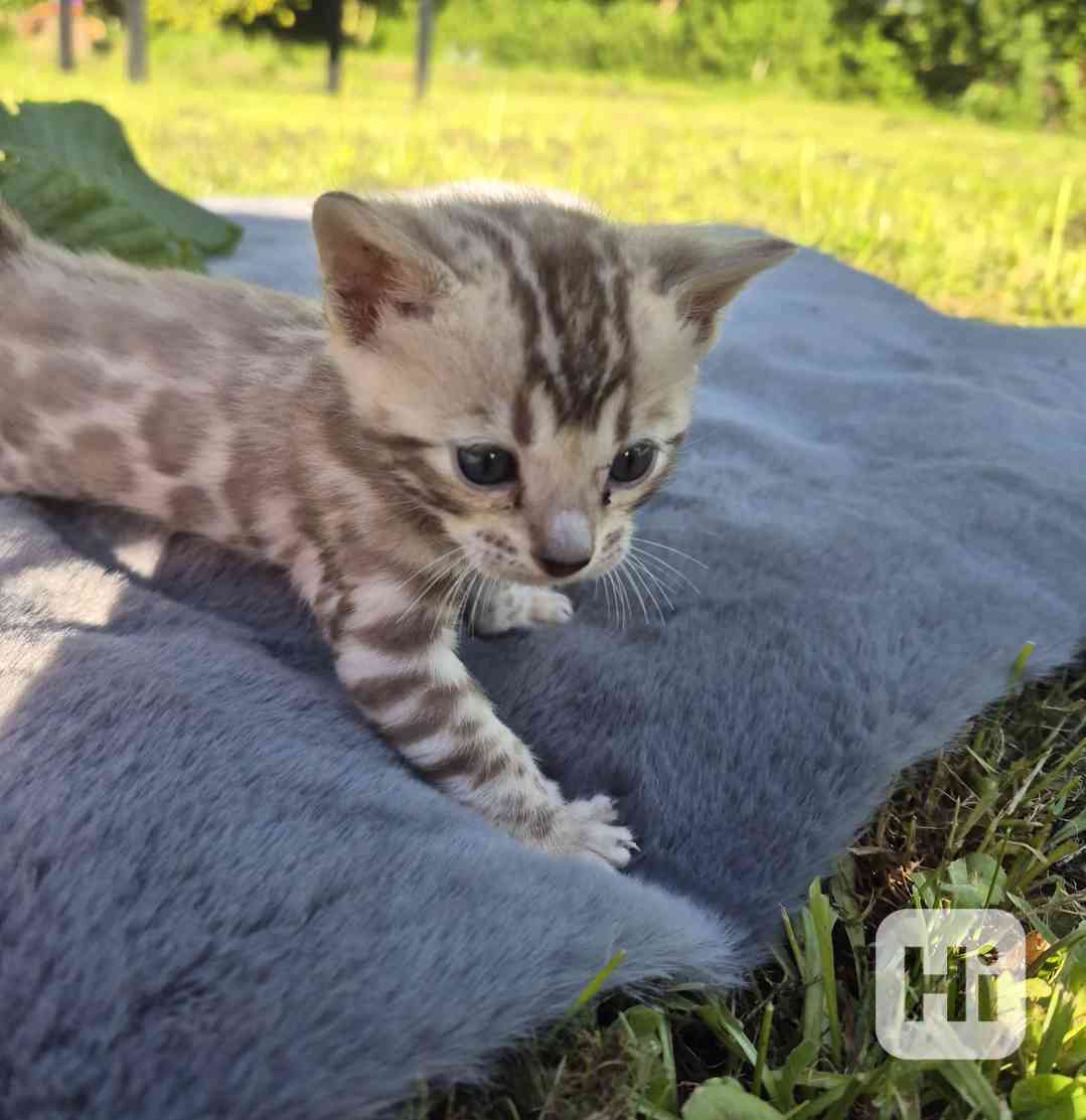 Bengalske kotě s PP - foto 1