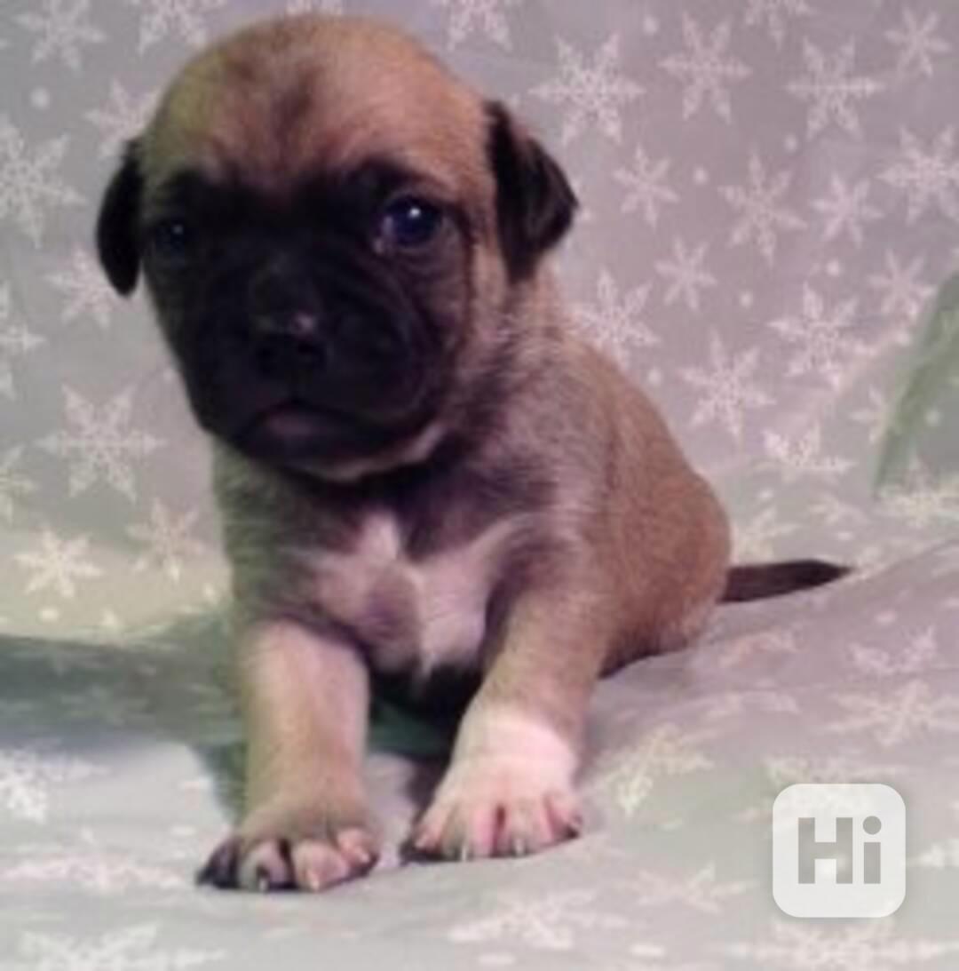 Okouzlující srna a černá štěňata mopse - foto 1