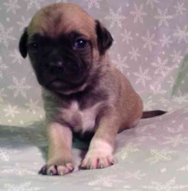 Okouzlující srna a černá štěňata mopse - foto 1