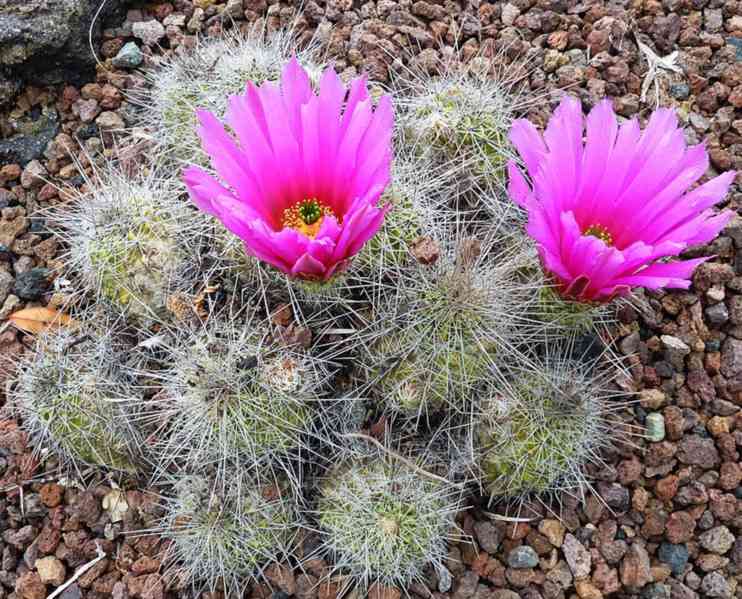 semena kaktus Echinocereus stramineus San Martin - foto 1