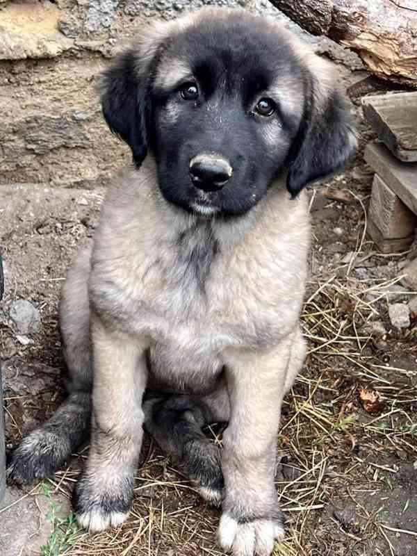 Anatolský pastevecký pes  - foto 6