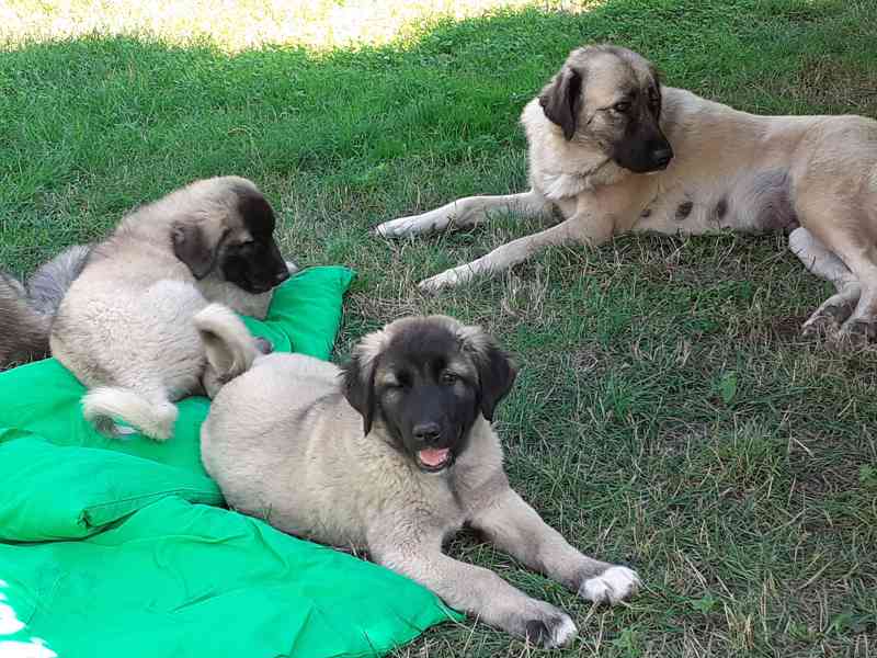 Anatolský pastevecký pes  - foto 3