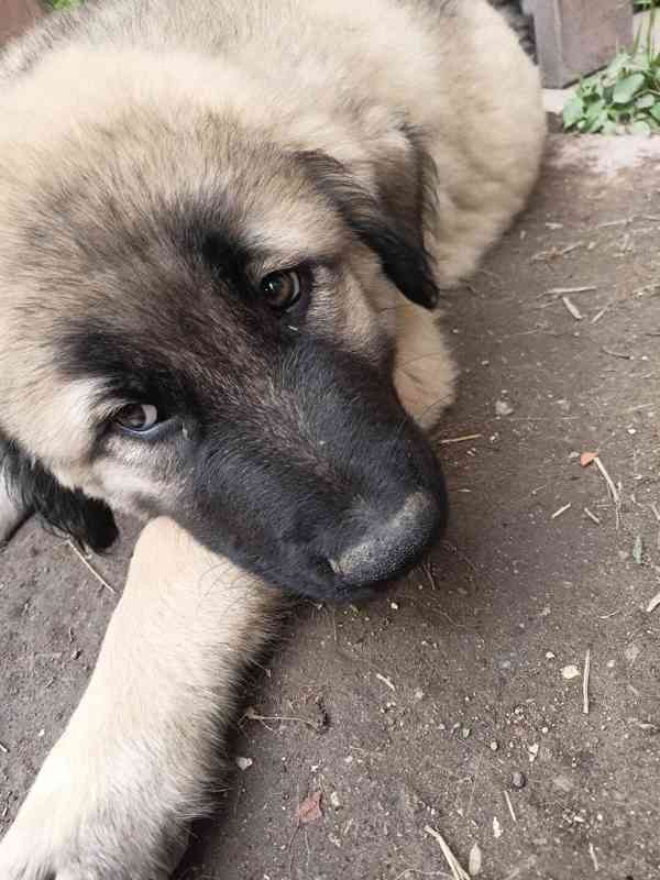 Anatolský pastevecký pes  - foto 7