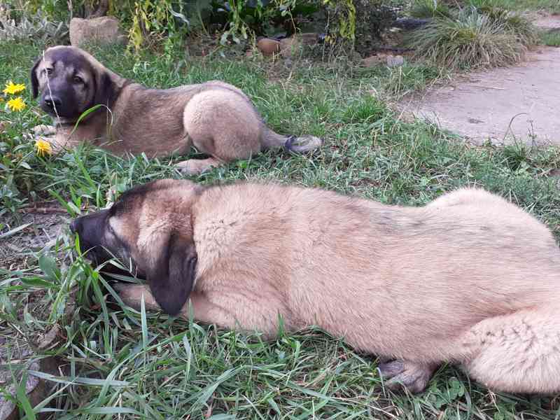 Anatolský pastevecký pes  - foto 2