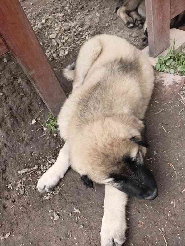 Anatolský pastevecký pes  - foto 8